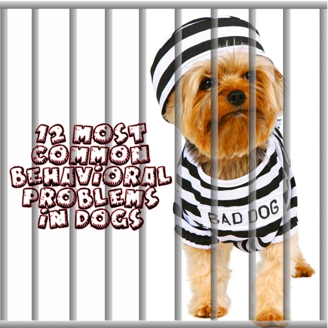 DogeStyleMDG's tweet photo. 12 most common behavioral problems in dogs READ HERE https://t.co/cSYYxWh5gN @WebMD #Dogtraining https://t.co/7jqzQCihbT