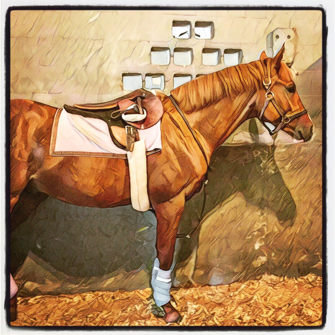 CuttingEdgeEqui's tweet photo. Awesome of Course 2yr old patiently waiting for his rider 🏇 #AwesomeOfCourse https://t.co/BwqGn4K06q
