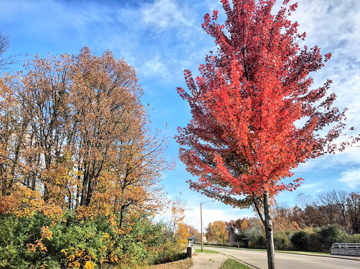 KRoseSharkey's tweet photo. The fall version of "stopping to smell the roses" Pausing the morning run to snap a quick pic of my favorite time of year! 🍁🍂#fallinWI https://t.co/eiPJoaXdWa