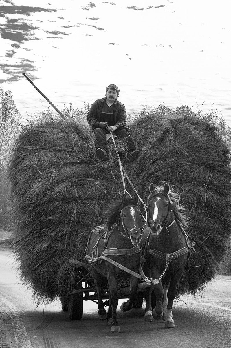 buburuzatweet's tweet photo. Romanian hay harvest.  Smells like Autumn.  #photography, #travel, #Romania, #500pxrtg, #autumn, #expatlife, https://t.co/VAhrC2zZK3