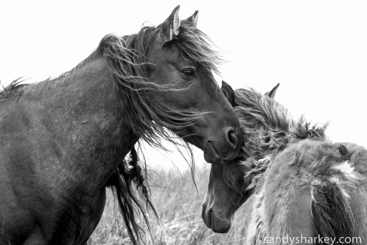 sablewildhorse's tweet photo. Tender moment #SableIsland #wildhorses @SI_Horses @FriendsofSable On canvas, free shipping #wildonyourwall ! https://t.co/HFJE2qCbCl https://t.co/XemasPOkjT