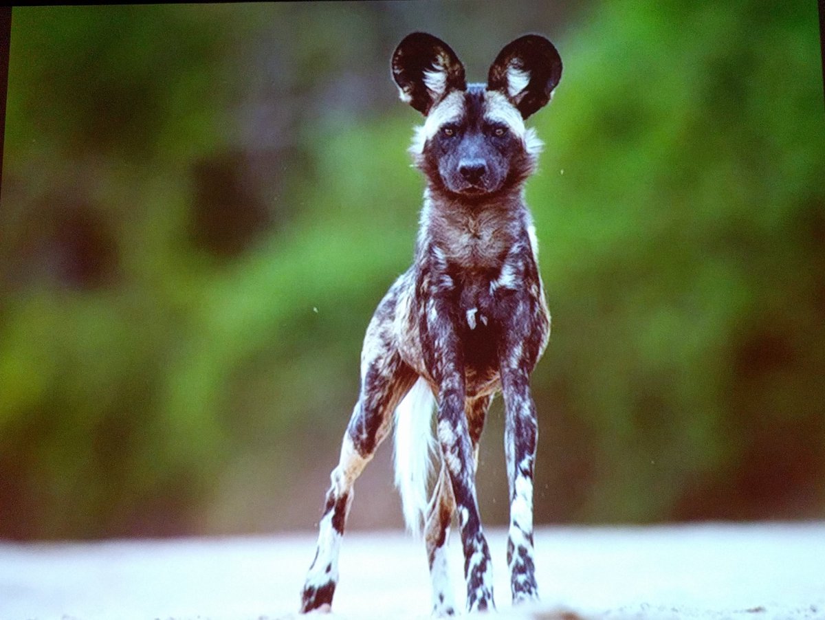 Tobias Zehnder tweet media
