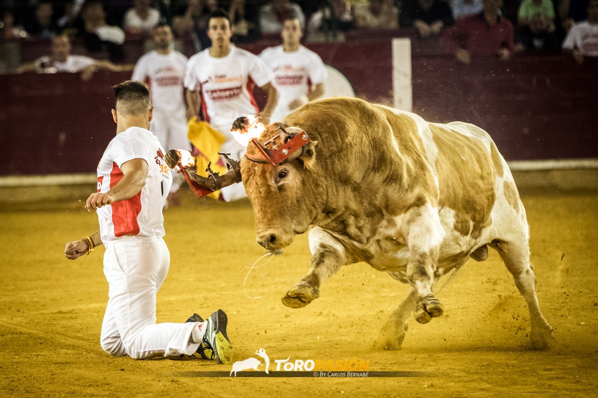 Toropasión tweet media