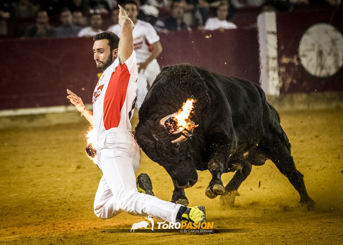 Toropasión tweet media