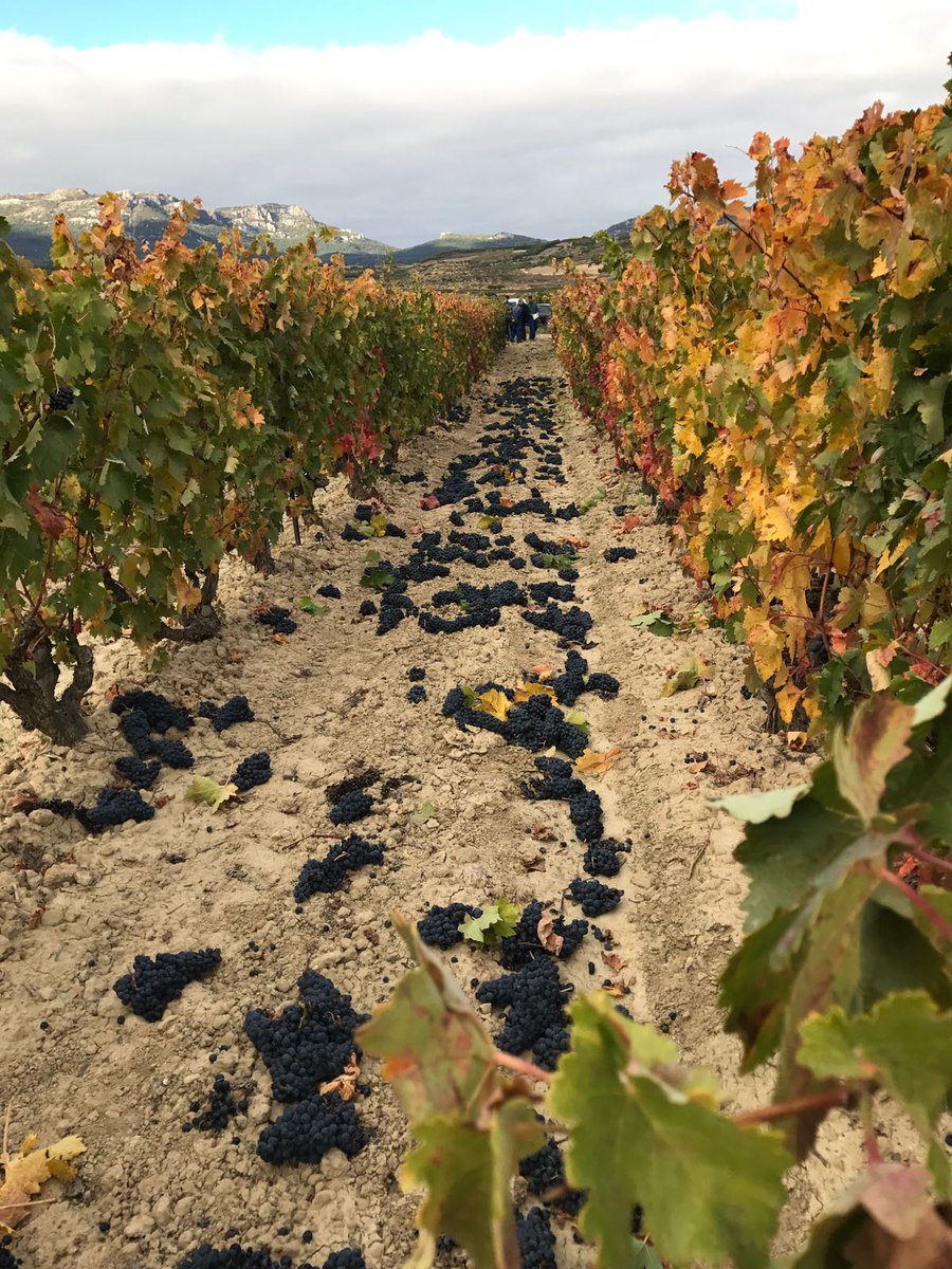 SilviapeAlonso's tweet photo. Esto es a lo que nos obligan, a tirar las uvas al suelo, el trabajo dl año #stopacosoalosviticultores #DOCRIOJA #vergüenza #consejoregulador https://t.co/kN9N84wpyD