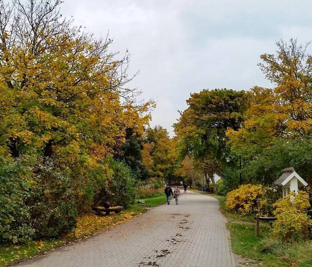hiddenseeforum's tweet photo. Der #Herbst zaubert wieder auf #Hiddensee ☺
#autumn #fall #natur #blätter #laub #landscha… https://t.co/G1Ew9lahJi https://t.co/dU2hX73SF9