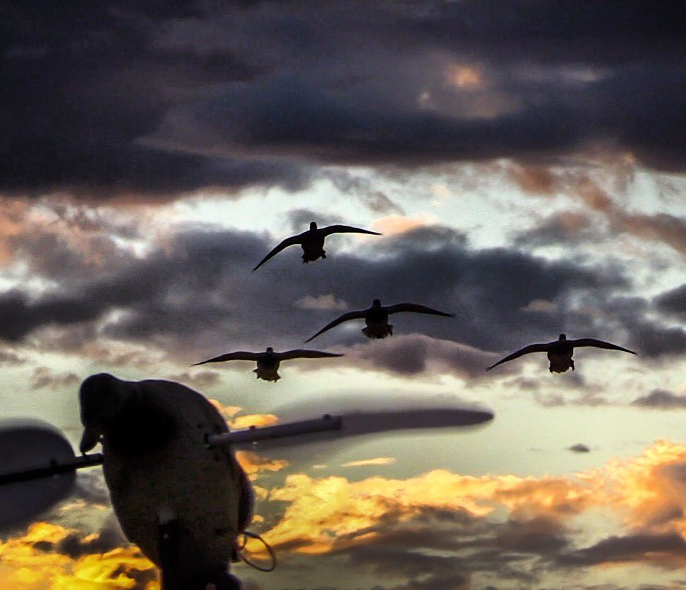 Artemis_guides's tweet image. What a beautiful sight 🙌🏽 #waterfowl #hunting #pay#lifestyle #mallards
