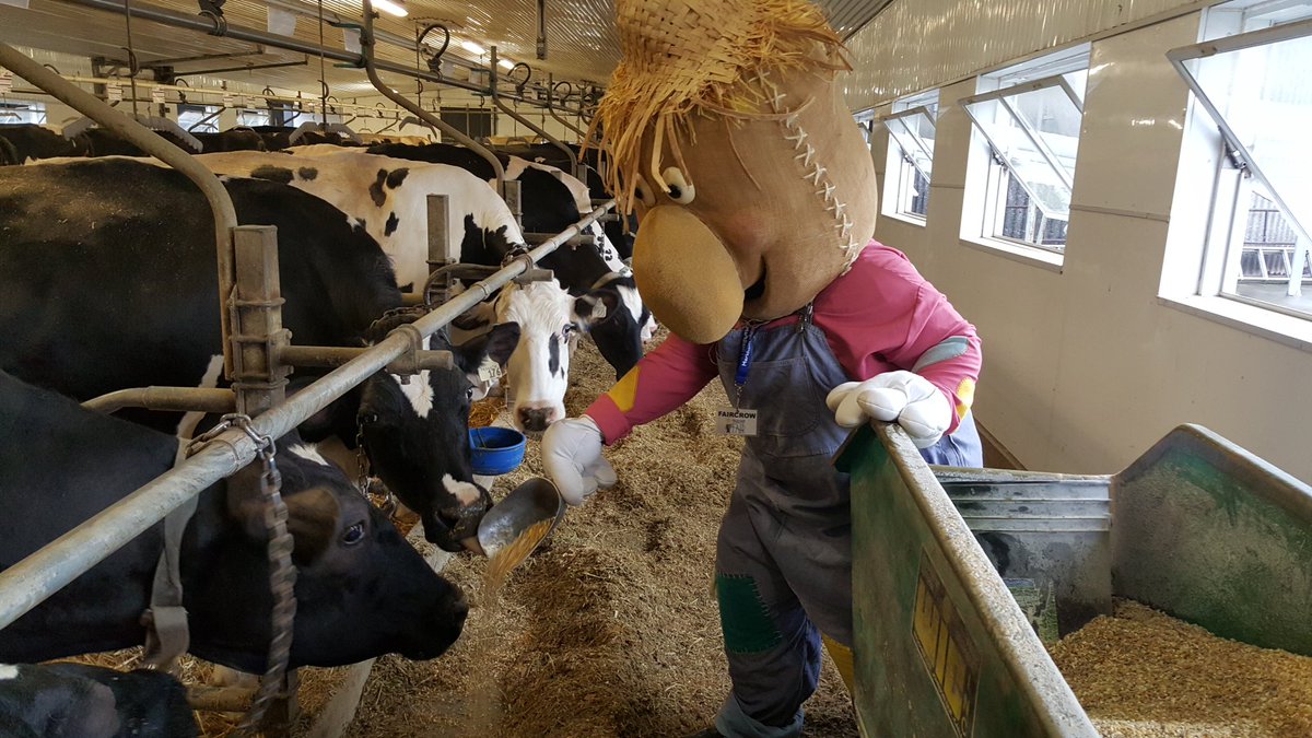 MarkhamFaircrow's tweet photo. Out lending a hand at a local dairy farm! @HolsteinCanada @DairyOntario
#tbt #dinnertime #lendahand #faircrow https://t.co/jDC14aulOY