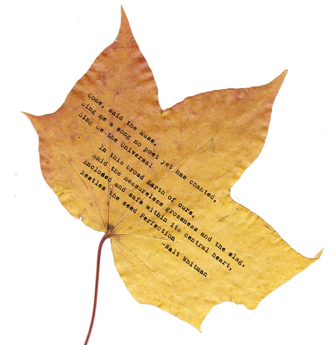 TimoRemes's tweet image. #whitman #poetry