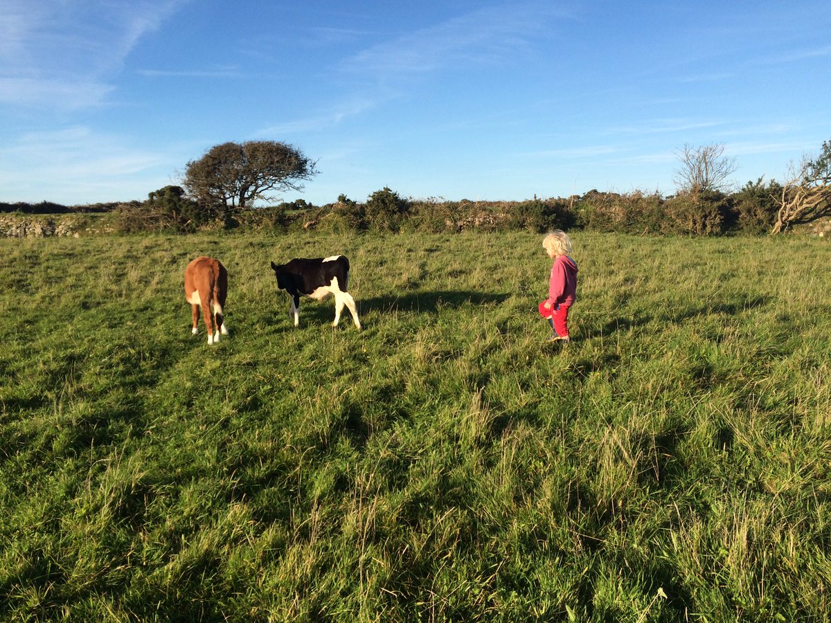ChannelVFarm's tweet photo. Great to see the younger generation building their confidence in animal husbandry! :) #Cornwall #calves #childrenswellbeing #farm365 https://t.co/hRUtuvW8xK