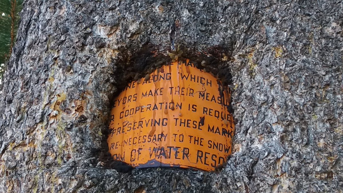 Tree_munching_on_a_sign #treeseatingthings