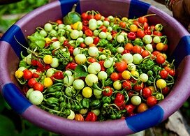 LuqishaMorais's tweet photo. Where can I get fresh #gardeneggs #bitterball #tobuy #LibFood #Westafrica #westafricanfood #VEGETABLES https://t.co/l5YNAVYpy5