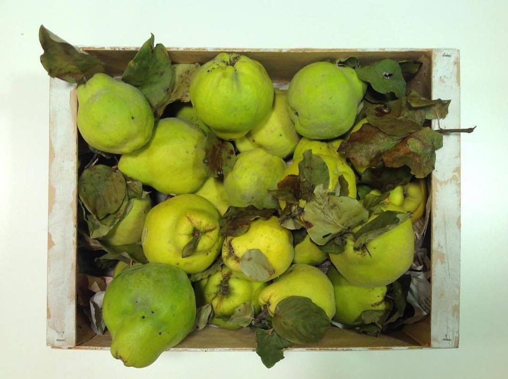 brocaspana's tweet image. Colors de tardor a la cuina #codonys #codonyat #bodegó #tardor ift.tt/2dqYXJa