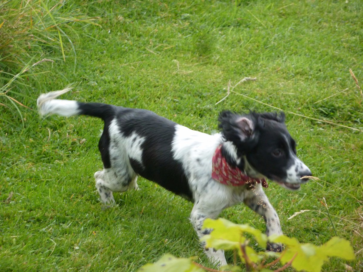 ecocampglenshee's tweet photo. Hound your owners till they go barking mad and book! #homemadedogbiscuits #dogbowls #welovedogs https://t.co/7TbgOoAVTU