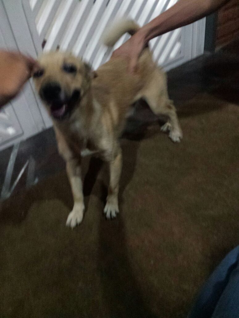 SamuelRamos34's tweet photo. @MASCOTASDECALLE @JeanMary_ Este perrito abandonado en la California necesita un hogar 04142379890 https://t.co/RfQZsyksfq