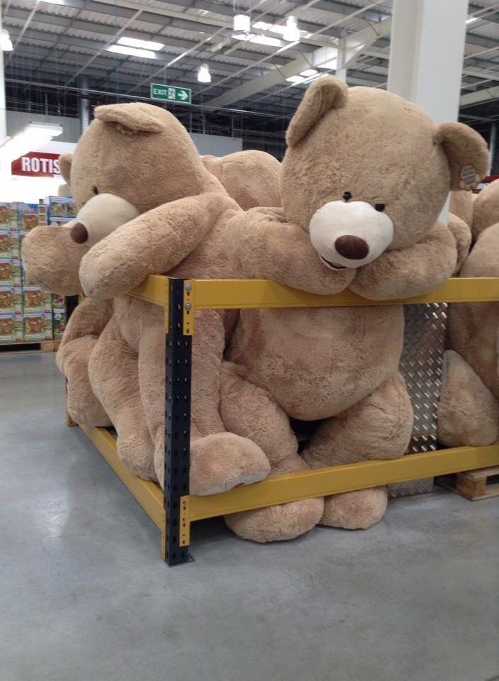 Danyquirozb's tweet photo. Muero 😍🐻🐼🤗. #directaindirecta https://t.co/AIxwCpXnHW