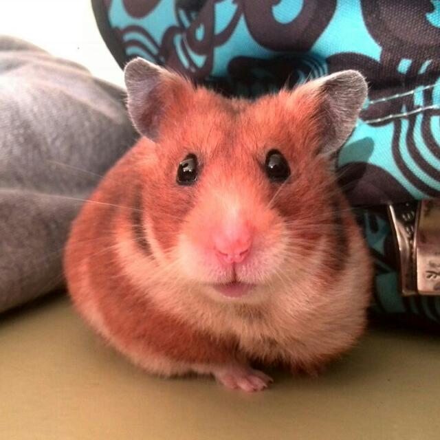 andrea_snchezm's tweet photo. DEP te vamos a echar de menos #MiHamster #ElMasBonito #MascotaDeClase @MCruguer https://t.co/UJcSgtY8Km