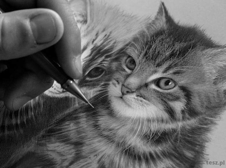 TeSz_pl's tweet photo. More drawing on my website https://t.co/bz1P9WBe9x #drawing #cat #kitty #animal #sweet #pencil #poland #tesz #sketch #art #artist #draw https://t.co/w3BbT415bK