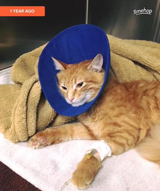 Mackthekittycat's tweet photo. One year ago today. Here's to your first year of recovery, buddy! Mantra every day: I will not eat hairbands. Stay strong.🐾 https://t.co/m7K2jlHQk8