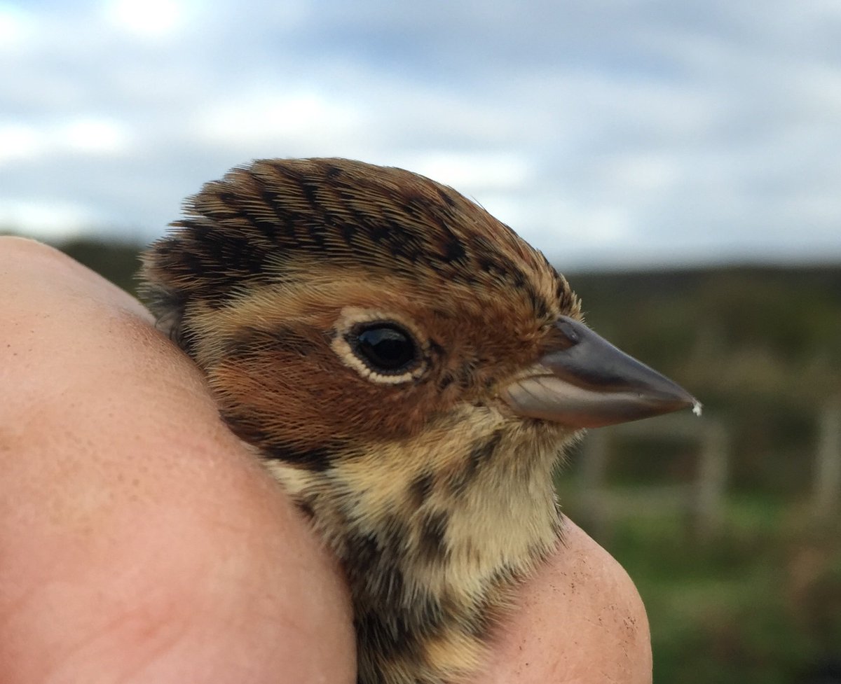 OwainGabb's tweet photo. #Oxwich #birdringing 20 Oct: little bunting. See: https://t.co/jAGFYPYyOA @welshbirders @goweros @Emma_Owl_Cole @_BTO @BTO_Cymru https://t.co/TVWKL5vGCl