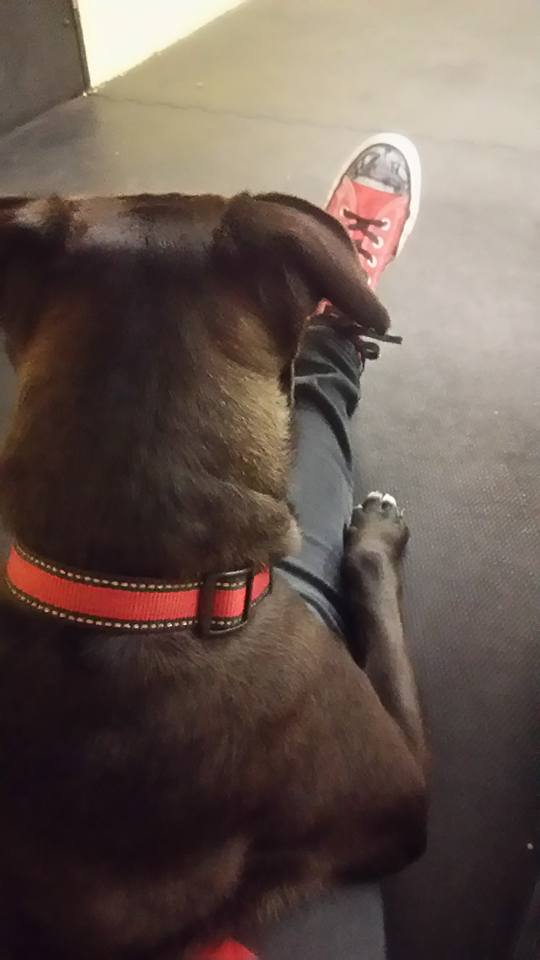 4PawsRoselle's tweet photo. #Reggie was like putty in Danielle's lap. #4PawsInnRoselle #PAWsomePups #WeLoveDogs #DogsofTwitter #PitbullLabMix https://t.co/hEaTYahyFs