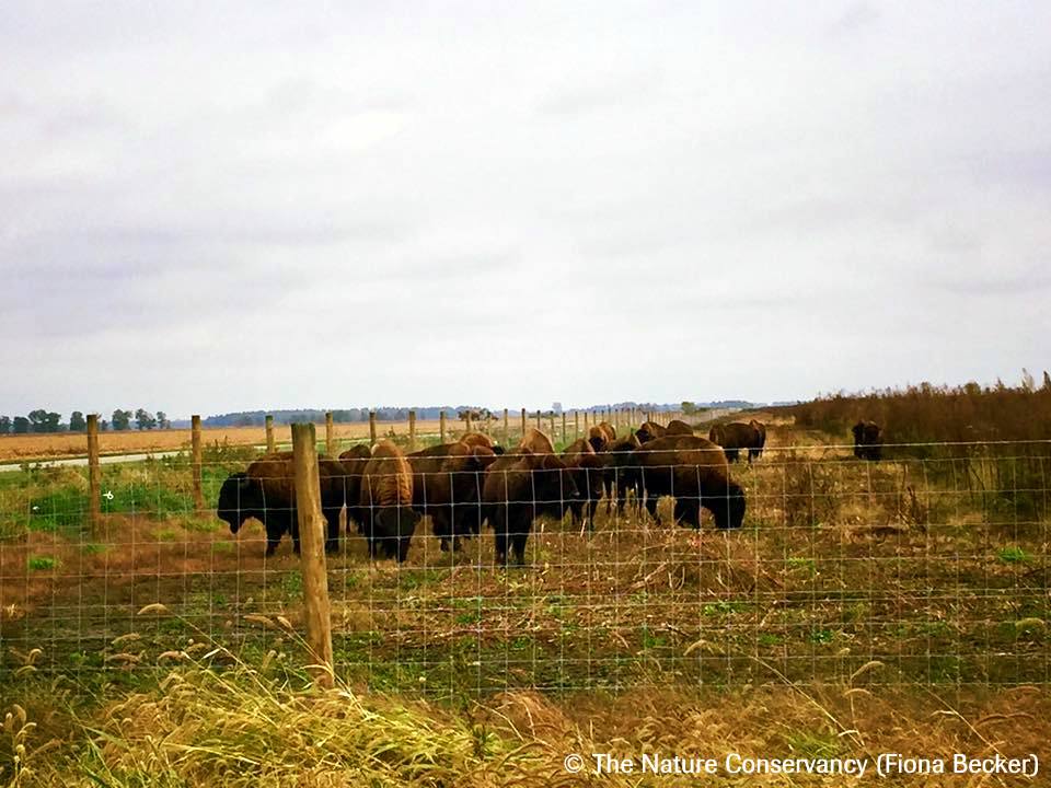 SouthShoreCVA's tweet photo. Look out and be aware - bison might be anywhere! https://t.co/WfVFtEo0wZ