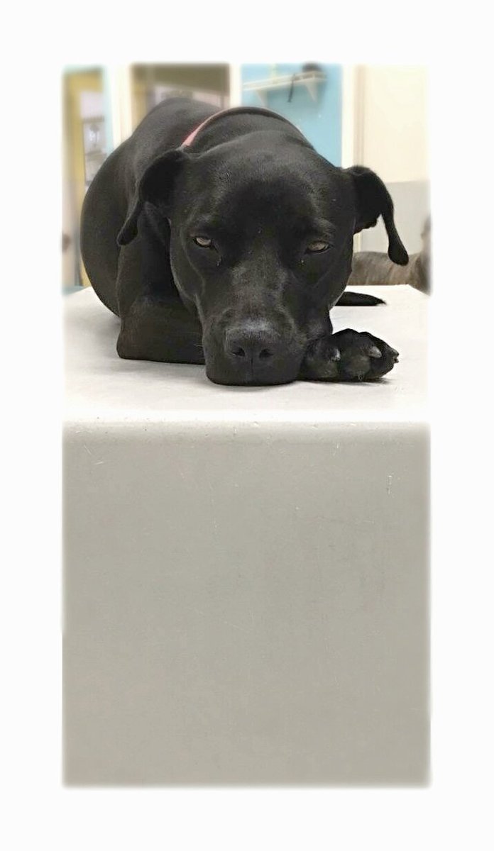 chateaumarmutt's tweet photo. “Don’t Let Yesterday Take Up Too Much Of 3Today.” -Will Rogers

#DoggyDayCare #Dog #Dogs #DogLovers #ChateauMarmutt #Inspiration #Motivation https://t.co/7SKDTcUCCR