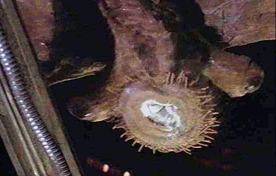 PrimeBane's tweet image. bring it you big furry baby! #mynock