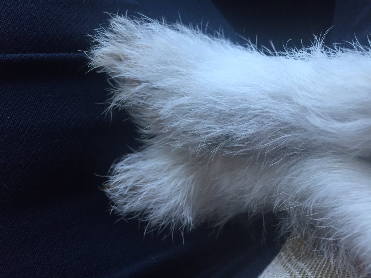 LensTinyToes's tweet photo. Mum forgot to put my shoes on this morning. #tiny toes https://t.co/UdKioDoL2s