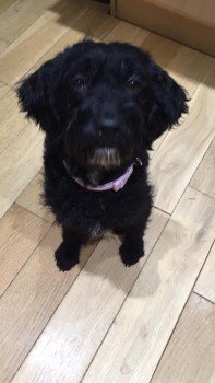 DogLostUK's tweet photo. YOUNG Labradoodle SEEN #Felsted #Dunmow #CM6
#Lost #BlakeEnd nr #Braintree #Essex #CM77 https://t.co/FnpyI1XRyP … … https://t.co/3hiC6a9uiQ