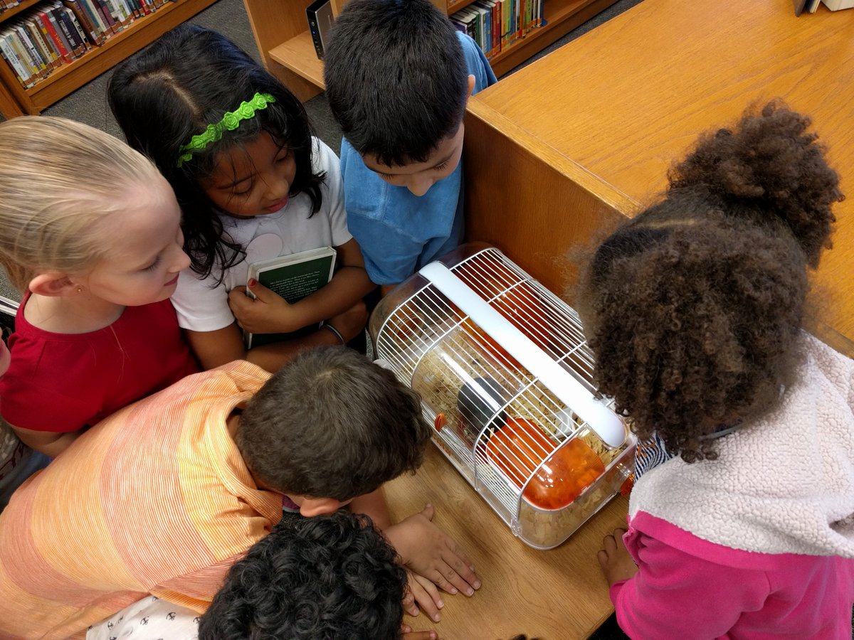 ReadDanceTweet's tweet photo. Blue came out of her hidey hole today while a class of 2nd graders were checking out. They must have been super quiet!  #hamsterlove https://t.co/NeTpBEaOKy