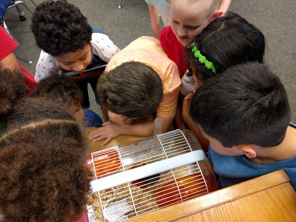 ReadDanceTweet's tweet photo. Blue came out of her hidey hole today while a class of 2nd graders were checking out. They must have been super quiet!  #hamsterlove https://t.co/NeTpBEaOKy