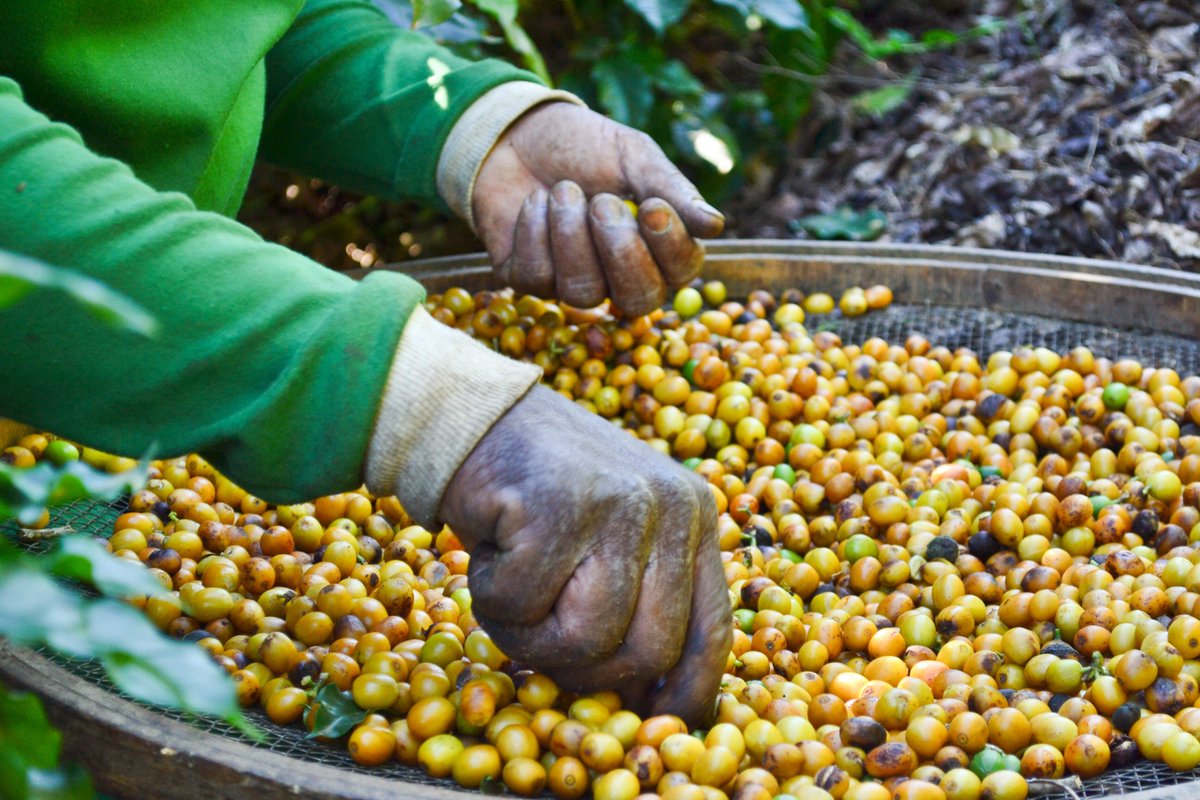 casabrasil's tweet photo. "Why do this Project?
"To source the best possible coffee. And we did."
Learn about the #selectiveharvest program on our blog (link in bio) https://t.co/WXVnkcGmXb