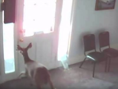 OutdoorUpdates's tweet photo. Video: Deer Crashes Through Small Window Confirms The Rut is On https://t.co/xvpfGw6bL3 https://t.co/JcW3Dltj0O