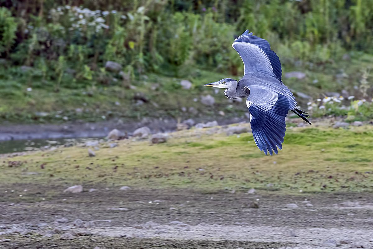 Grey Heron 13/10/16 Conwy <a href="/rspbconwy/">RSPB Conwy</a> <a href="/Tory575France/">sarah france</a> <a href="/PhilipMillns/">Philip Millns</a> <a href="/North_Wales_WT/">North Wales Wildlife Trust</a> <a href="/RSPBCymru/">RSPB Cymru</a>