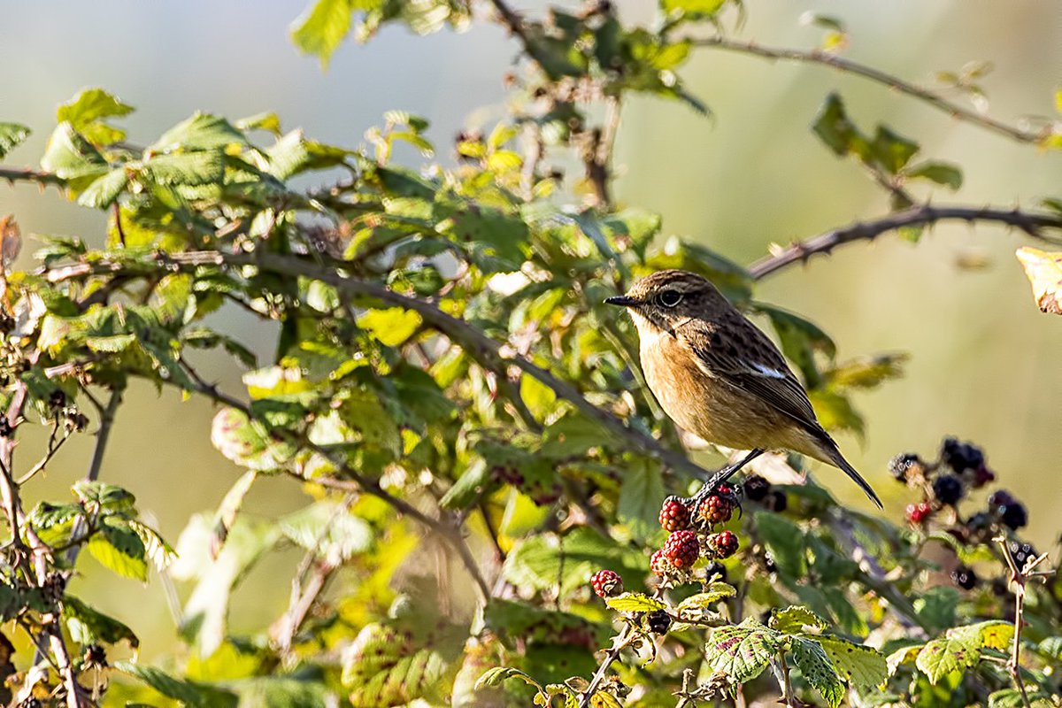 Stonechat 13/10/16 Conwy <a href="/rspbconwy/">RSPB Conwy</a> <a href="/Tory575France/">sarah france</a> <a href="/PhilipMillns/">Philip Millns</a> <a href="/North_Wales_WT/">North Wales Wildlife Trust</a> <a href="/RSPBCymru/">RSPB Cymru</a>