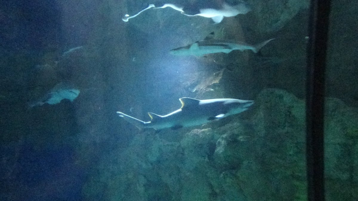 _BWProductions's tweet photo. Some more Shark Encounter photos. #StandWithSeaWorld   #SeaWorldCares   #SeaWorldStrong   #ZoosMatter   #SeaWorld https://t.co/HyRrJDMFXG