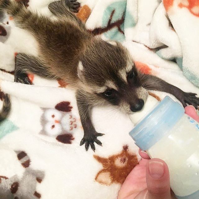 GiveGab's tweet photo. Now is the time to give and help others in your community thrive! Featuring East MS Wildlife Rehab #MSDayofGiving https://t.co/Te8bdJq7m8 https://t.co/u47u6kYlhq