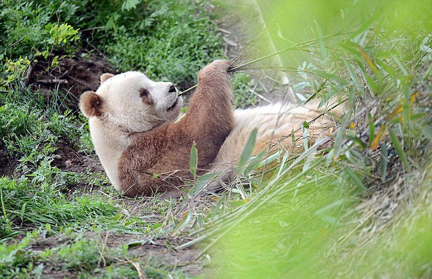 MexicoPost's tweet photo. Imágenes de #Quizai, el único #PandaMarron que existe en el planeta. https://t.co/tPyI4foAK9