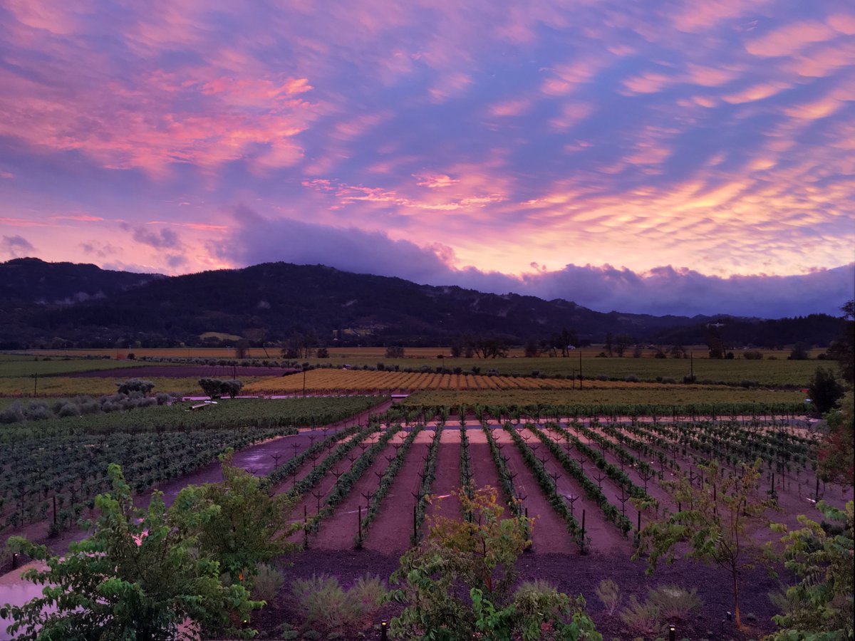 We're back on Twitter and we'd like to bring you this... 
#sunset #Calistoga #winery #vineyards #2016harvest #ourfirstestatecrush