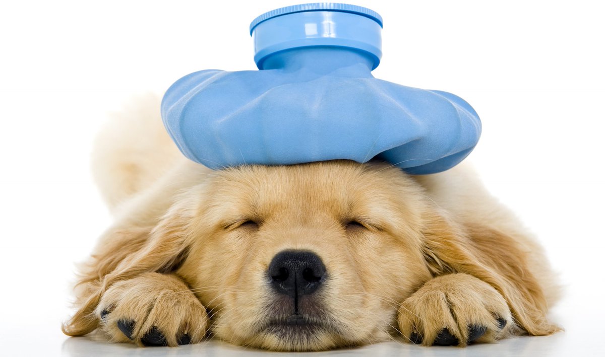 OPHM_org's tweet photo. Ok second time lucky...the OPHM website has launched: https://t.co/KCbUKWwXrU#osteopaths#headaches#migraines#clinical management. https://t.co/R07Mr80Dgc