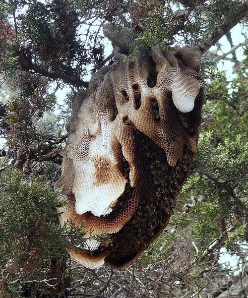 beeaudacious's tweet image. Wow! That’s a cool hive in a tree! (via @beesrgone)