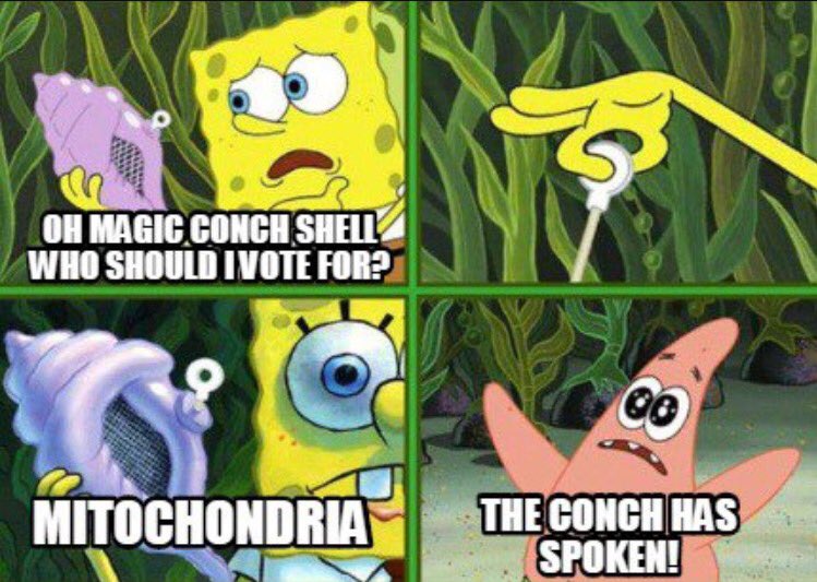 Mitochondria_GO's tweet photo. ALL HAIL THE MAGIC CONCH https://t.co/Ou7SBkZ25o