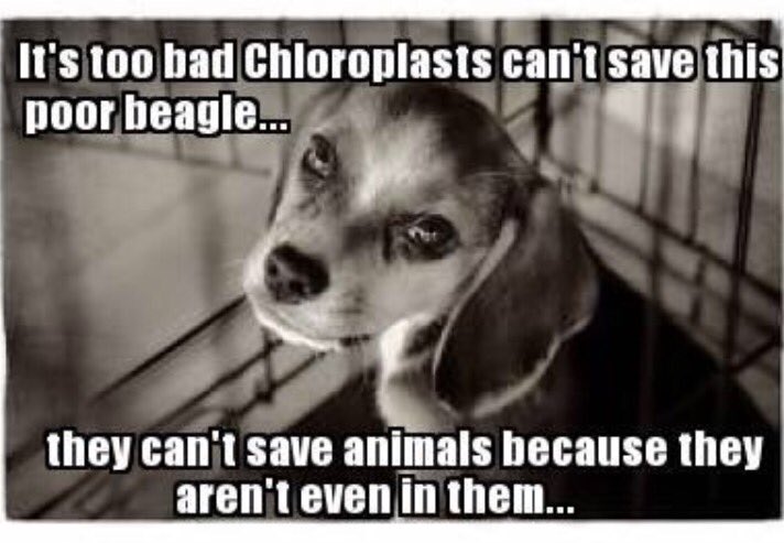 Mitochondria_GO's tweet photo. @Chloroplast_11  shame https://t.co/hehRgy2UL2