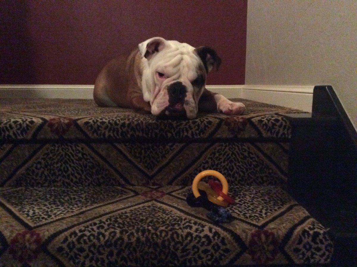 Lil_Fen's tweet photo. Baker is pouting because he dropped his keys WAY down the stairs... https://t.co/jusx1gOKac