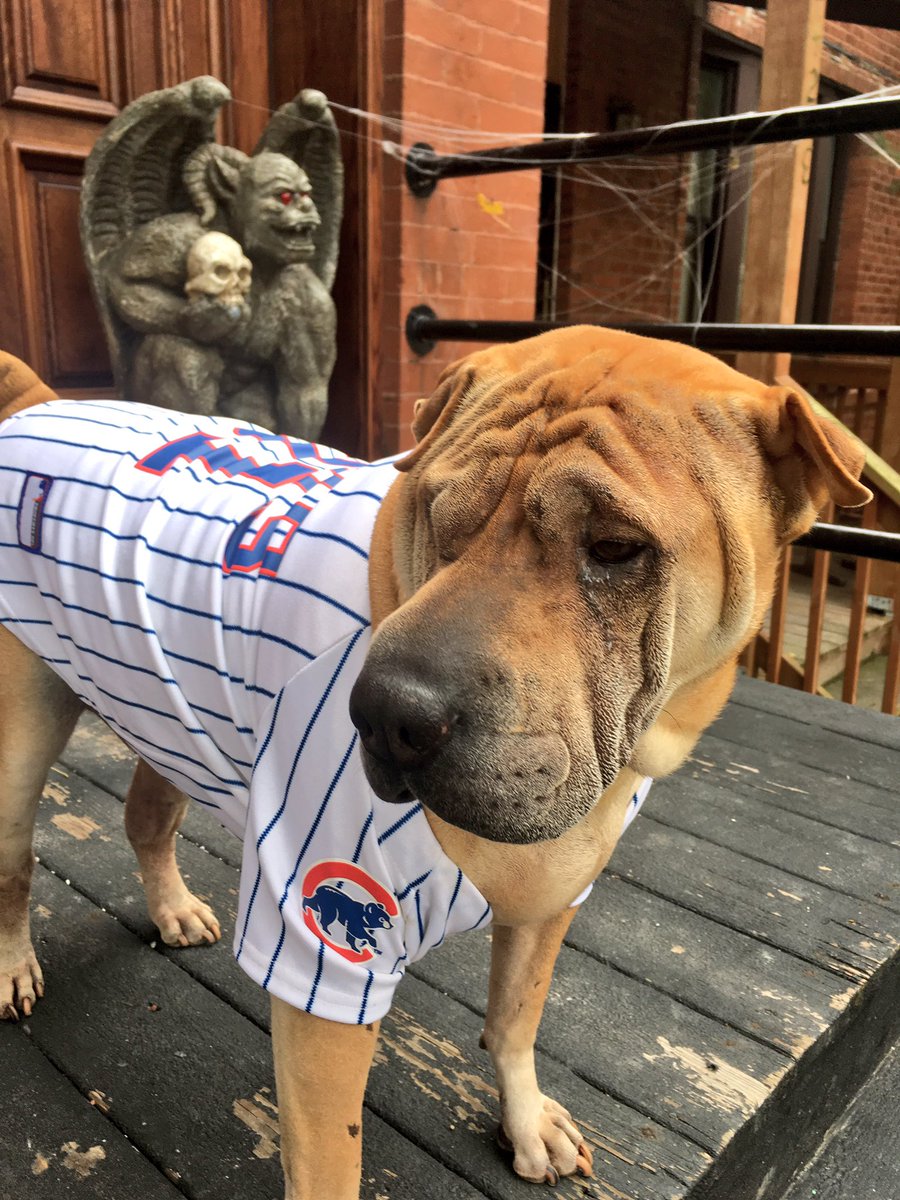 dajenster1's tweet photo. Let's go Cubs!!! We're all in!!! #OctoberBaseball #ChicagoCubs #chicago #baseball #spooky https://t.co/BJQTn3cAJu