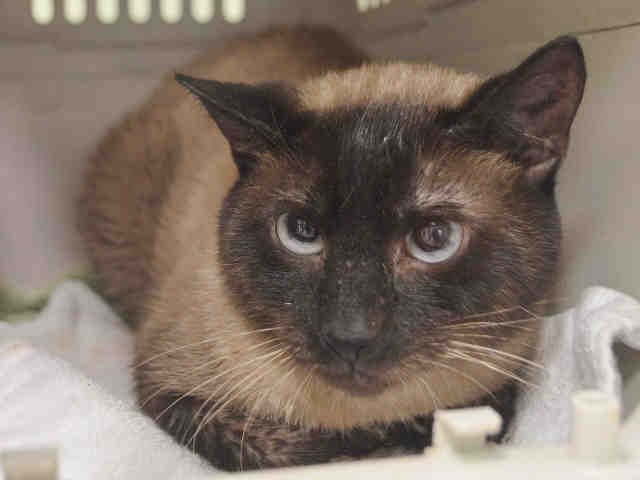 NYCDEATHROWCATS's tweet photo. BEEGEE - A1093790 
 ***TO BE DESTROYED 10/21/16 *** TWO HEALTHY 8 MONTH OLD CATS – VOLKSWAGON AND BEEGEE ... https://t.co/V9ukxasKE8 https://t.co/KZbKzms5q5