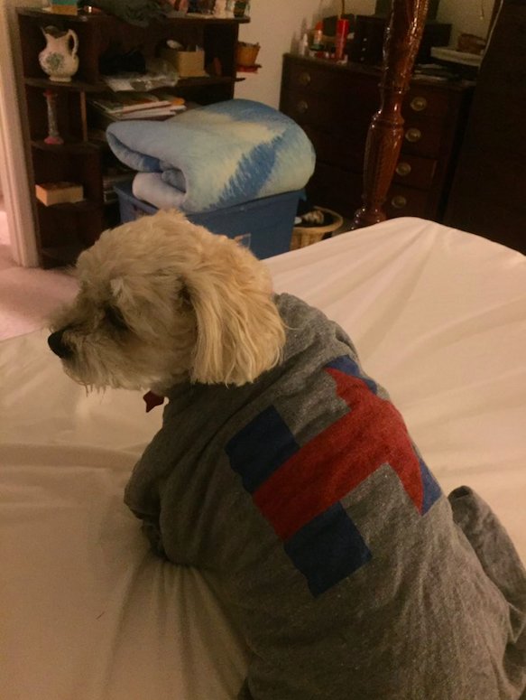 Dogs4Hillary's tweet photo. O hai! Ready for bed 💤💤💤💤   @noelgreenwood26 https://t.co/YfSocAw1vZ