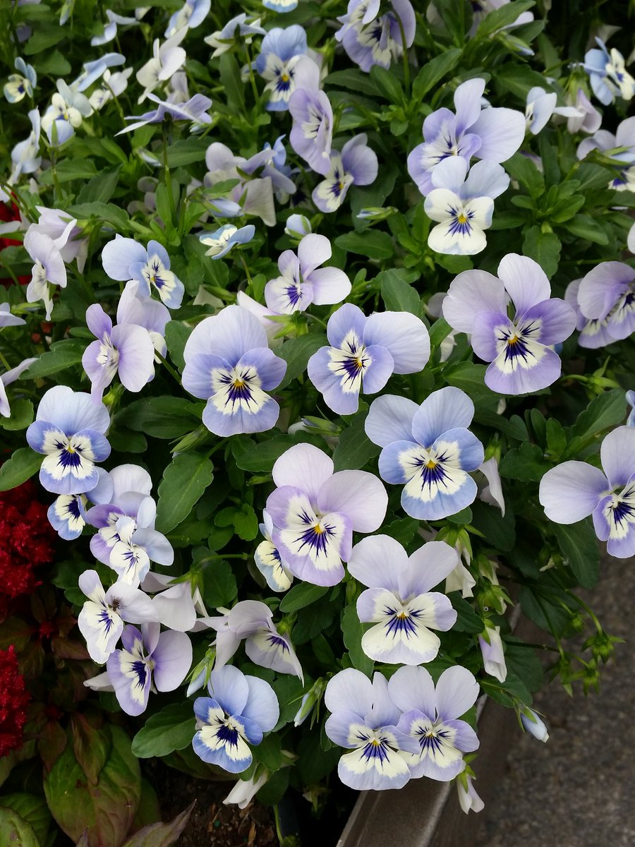 BookRelish's tweet image. Flowers in the city. Love spring!