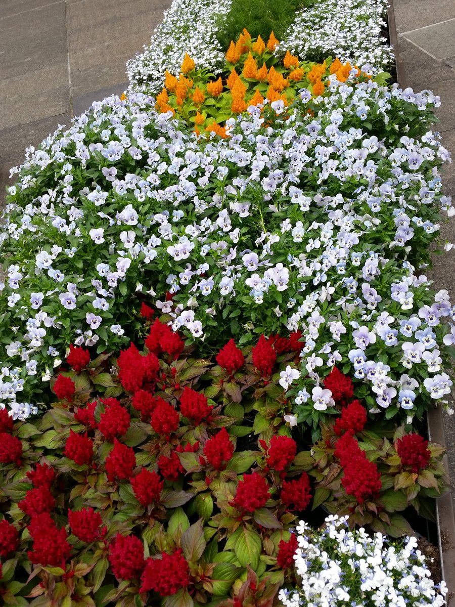 BookRelish's tweet image. Colour in Martin Place. Makes me want to go home and start planting.